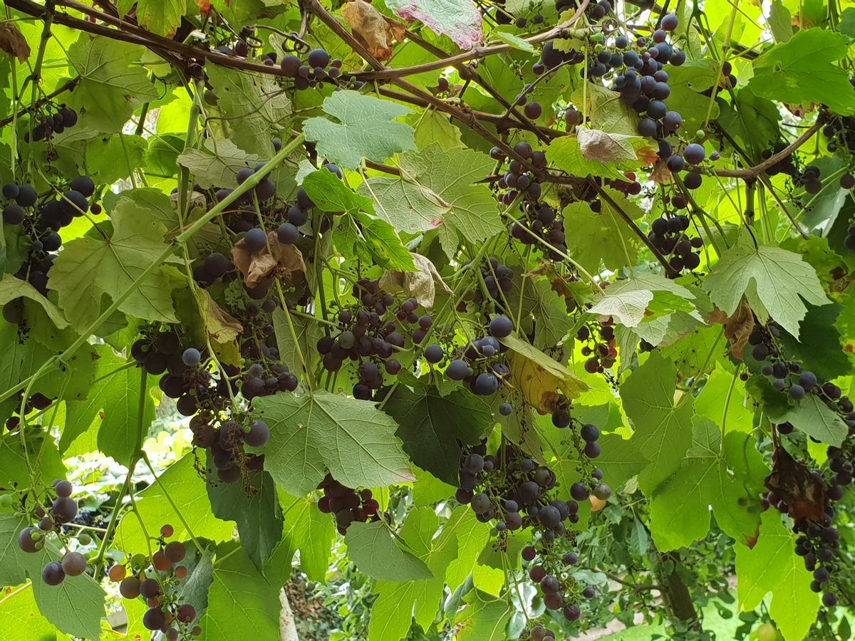 In Mooie Tuin In Het Centrum Zuidlaren!
